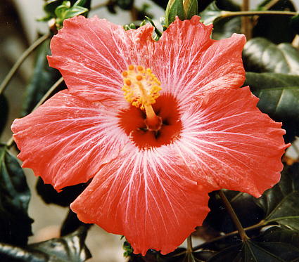 dk_n.i..JPG (45809 octets)